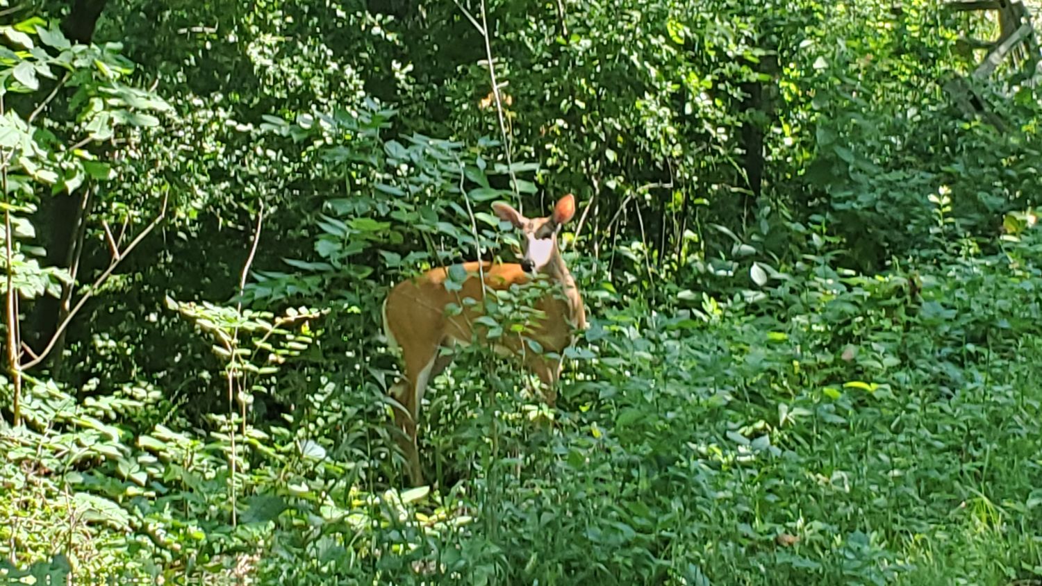 Bemis Forest Preserve Cook County 